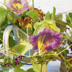 Blumenhandwerk . Sibylle Gosteli