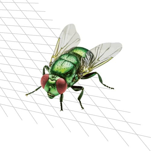 Fliegengitter-Profi, Stefan Megert